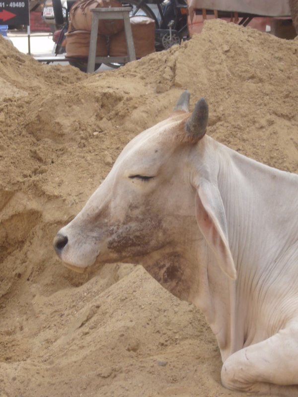 Travel - India - Rajasthan - Jaisalmer - Sheep and Cows